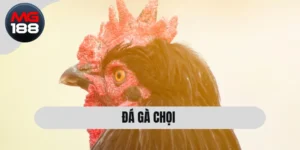 Đá Gà Chọi