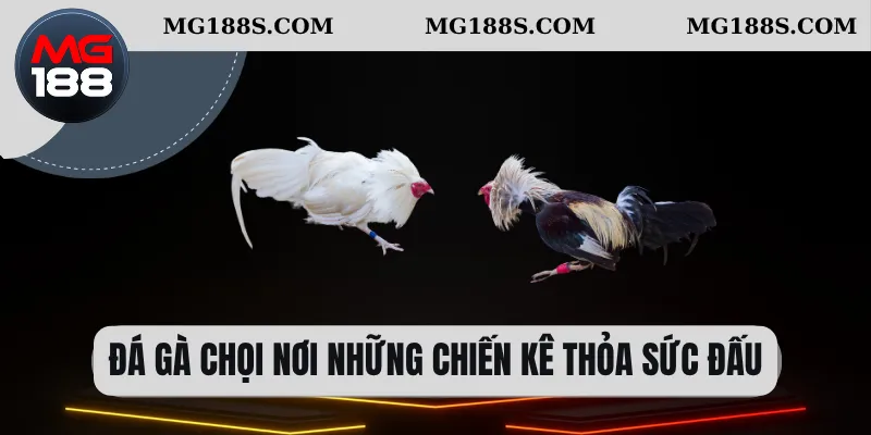 Đá Gà Chọi - Cách Chơi Tiêu Chuẩn Thi Đấu Cho Người Mới 1 Đá gà chọi nơi những chiến kê thỏa sức đấu