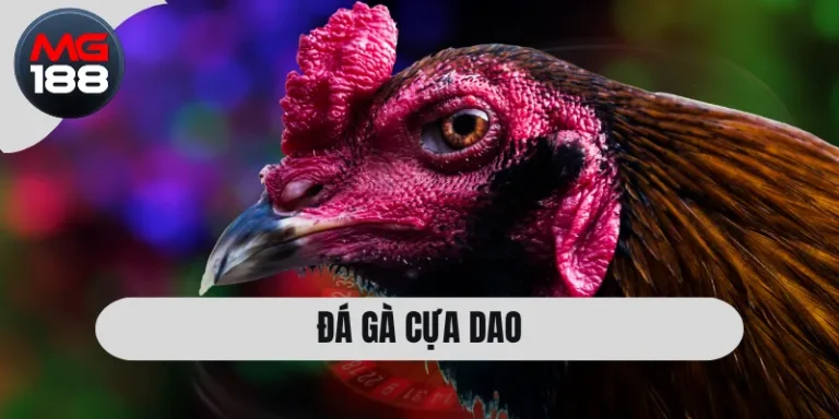 Đá Gà Cựa Dao