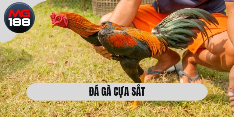 Đá Gà Cựa Sắt