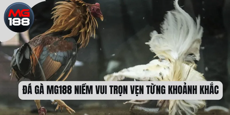 Đá gà MG188 niềm vui trọn vẹn từng khoảnh khắc