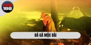 Đá Gà Mộc Bài