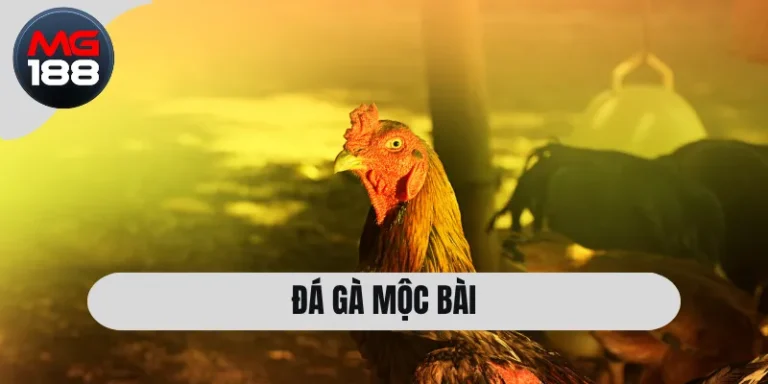 Đá Gà Mộc Bài