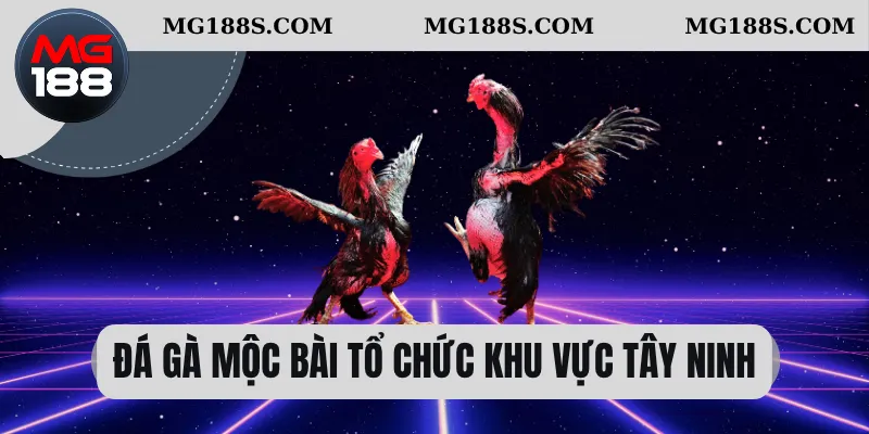 Đá Gà Mộc Bài – Nơi Khởi Nguồn Của Những Trận Chiến Đỉnh Cao 1 Đá gà Mộc Bài tổ chức khu vực Tây Ninh