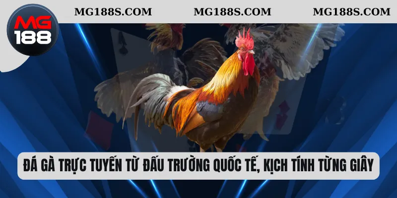 Trang chủ 21 Đá gà trực tuyến từ đấu trường quốc tế, kịch tính từng giây