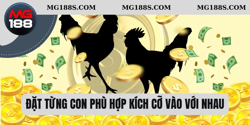 Đá Gà Cựa Sắt - Chi Tiết Chuẩn Bị Thi Đấu Và Chăm Sóc Gà 3 Đặt từng con phù hợp kích cỡ vào với nhau