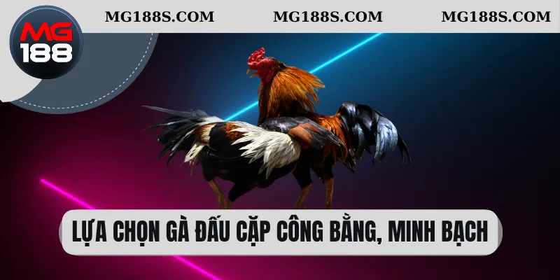 Đá Gà Chọi - Cách Chơi Tiêu Chuẩn Thi Đấu Cho Người Mới 3 Lựa chọn gà đấu cặp công bằng, minh bạch