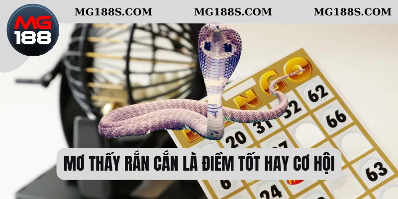 Mơ thấy rắn cắn là điềm tốt hay cơ hội 