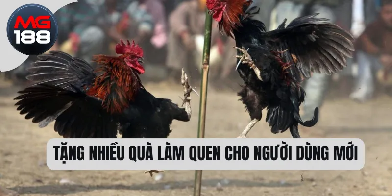 Tặng nhiều quà làm quen cho người dùng mới