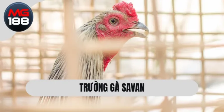 Trường Gà Savan