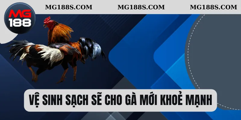 Đá Gà Chọi - Cách Chơi Tiêu Chuẩn Thi Đấu Cho Người Mới 2 Vệ sinh sạch sẽ cho gà mới khoẻ mạnh